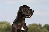 DOGUE ALLEMAND 282